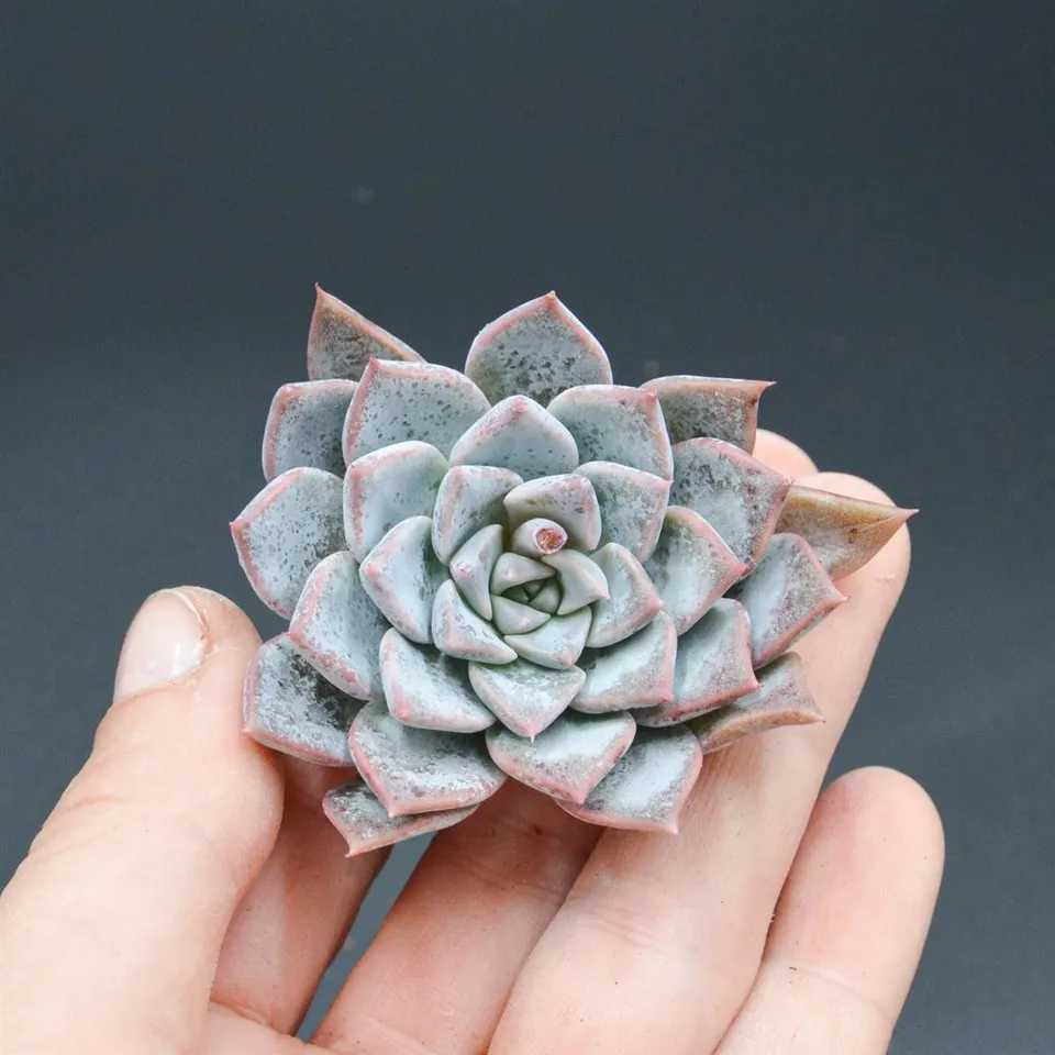 pasiora-echeveria-alba-beauty-steckling-sukkulente image 1