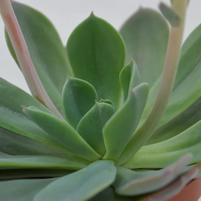 pasiora-echeveria-blue-prince-sukkulente-8-5cm-topf image 1