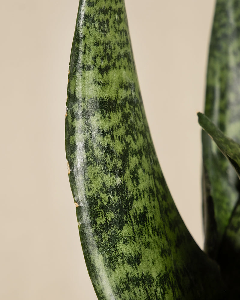 feey-kleine-gr-ne-schwiegermutterzunge-sansevieria-trifasciata-zeylanica image 8