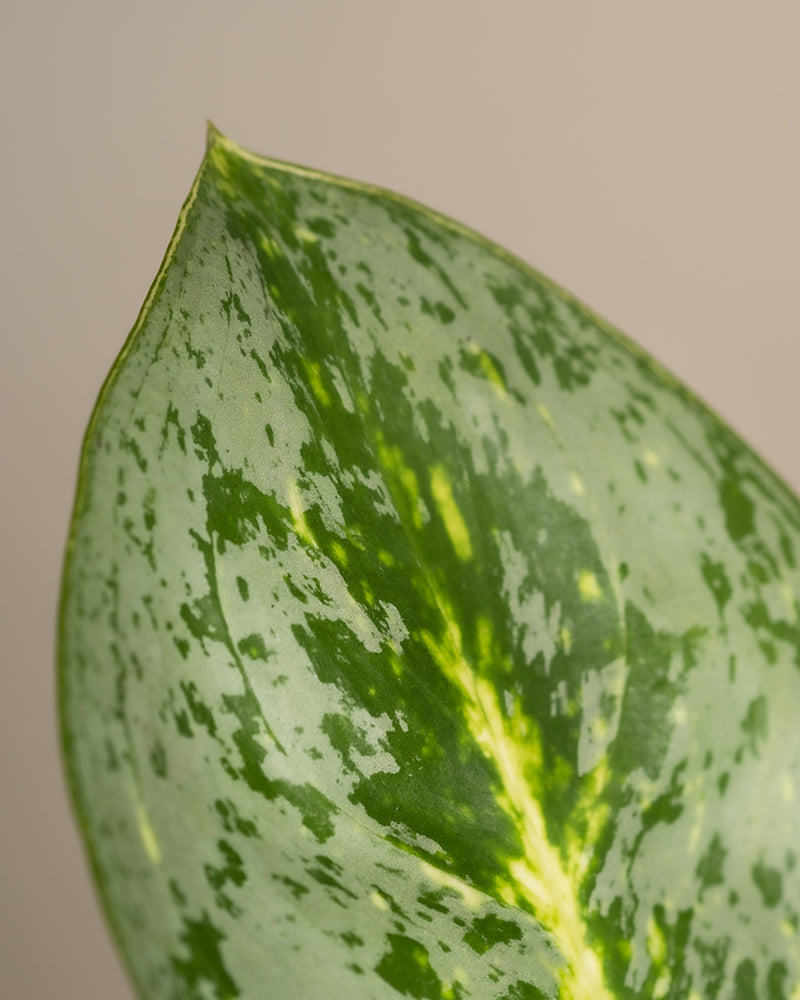 feey-aglaonema-lemon-mint-kolbenfaden image 2