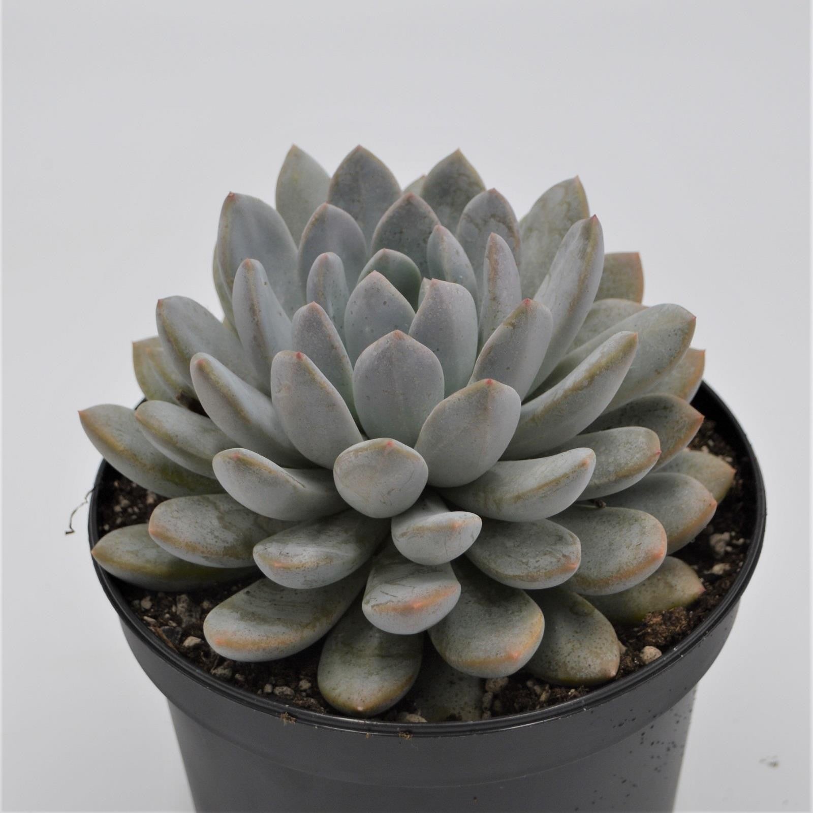 pasiora-x-pachyveria-sukkulente-15cm-gro image 1