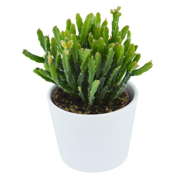 pasiora-rhipsalis-ewaldiana-korallenkaktus-6cm image 3