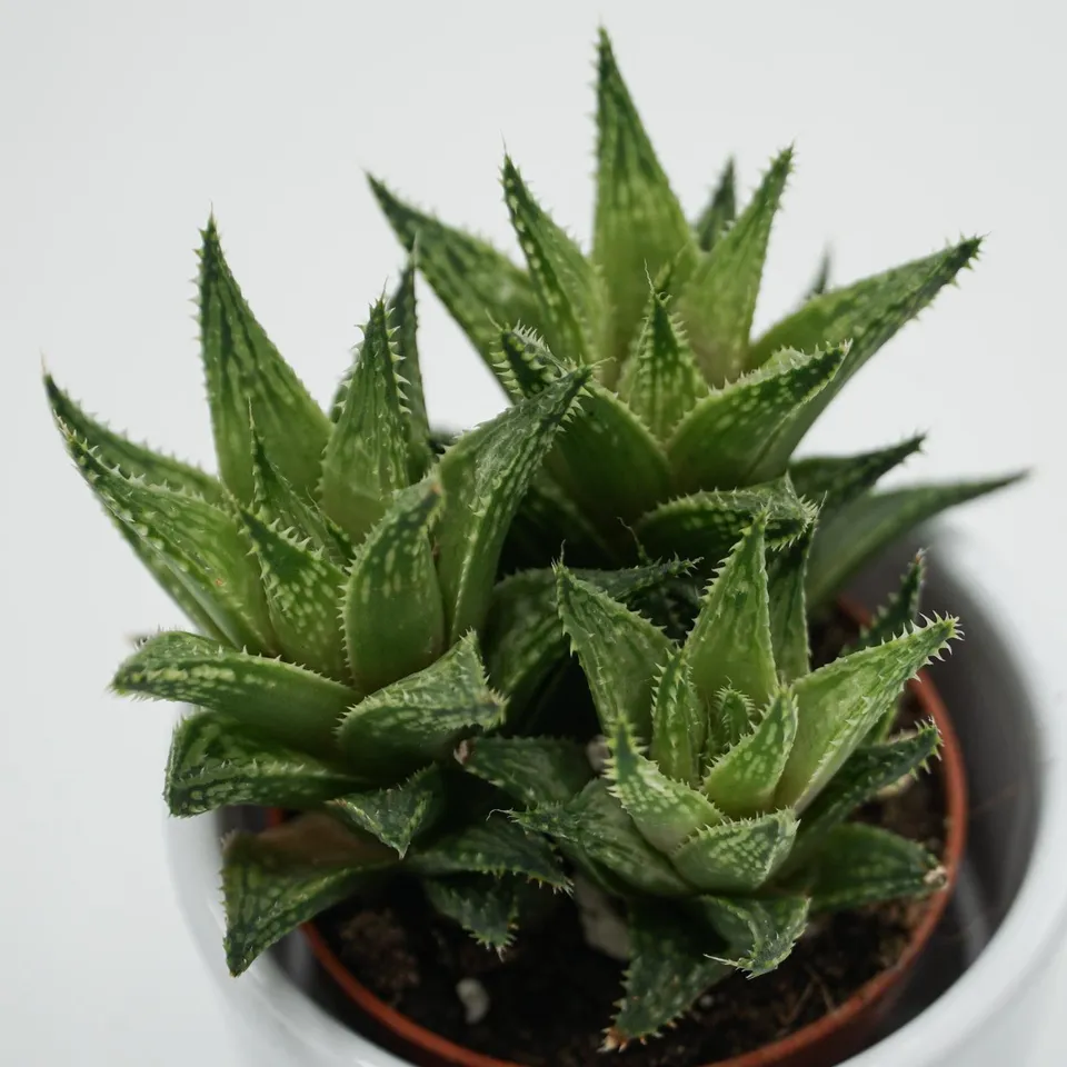 pasiora-haworthia-vivaldi-sukkulente-5-5cm image 1