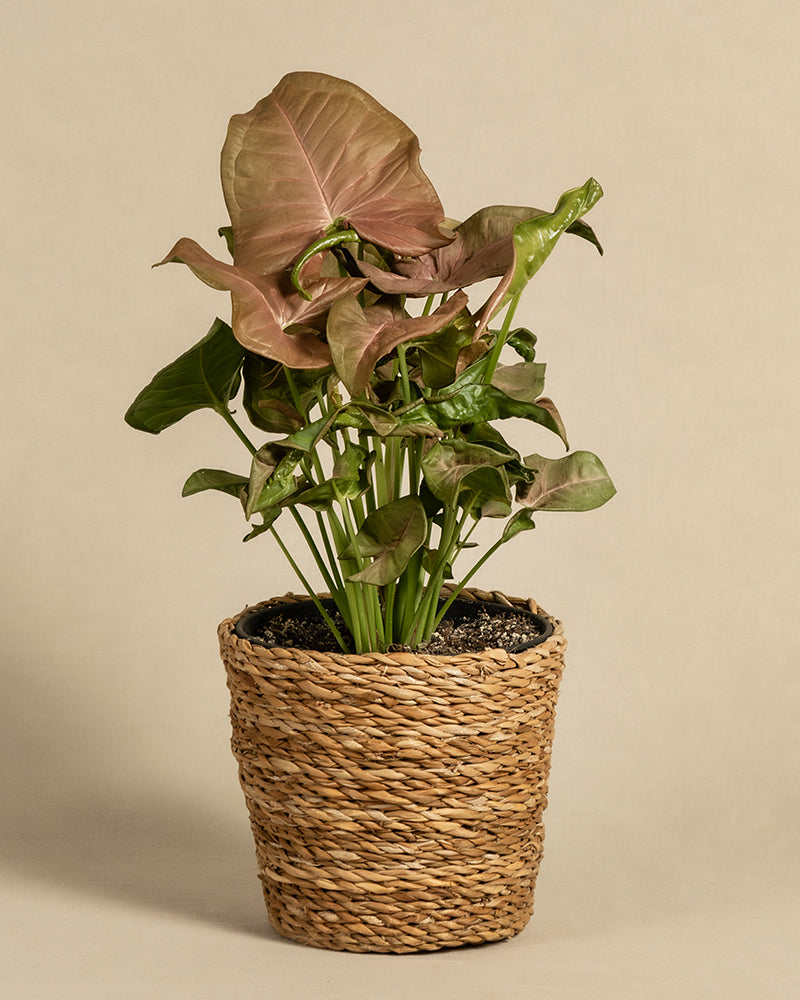 feey-purpurtute-red-heart-syngonium-farbige-h-ngepflanze image 7