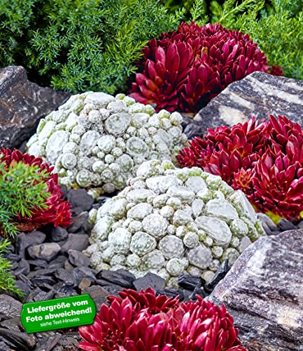 baldur-garten-sempervivum-arctic-white-coral-red-2er-set-stauden image 7
