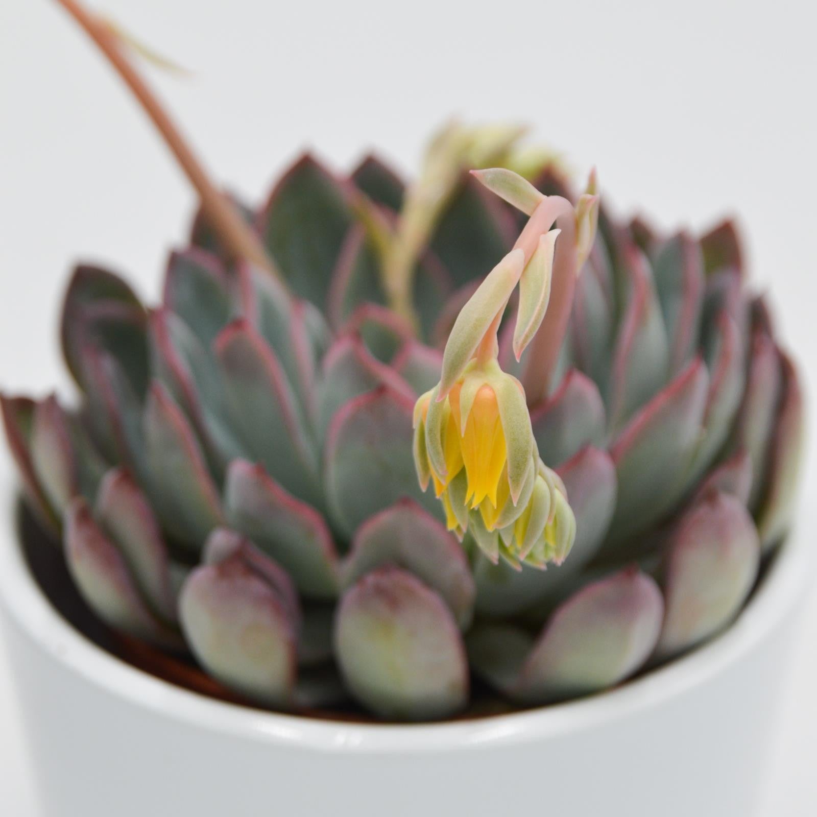 pasiora-echeveria-apus-rosetten-sukkulente-8-5-cm image 2