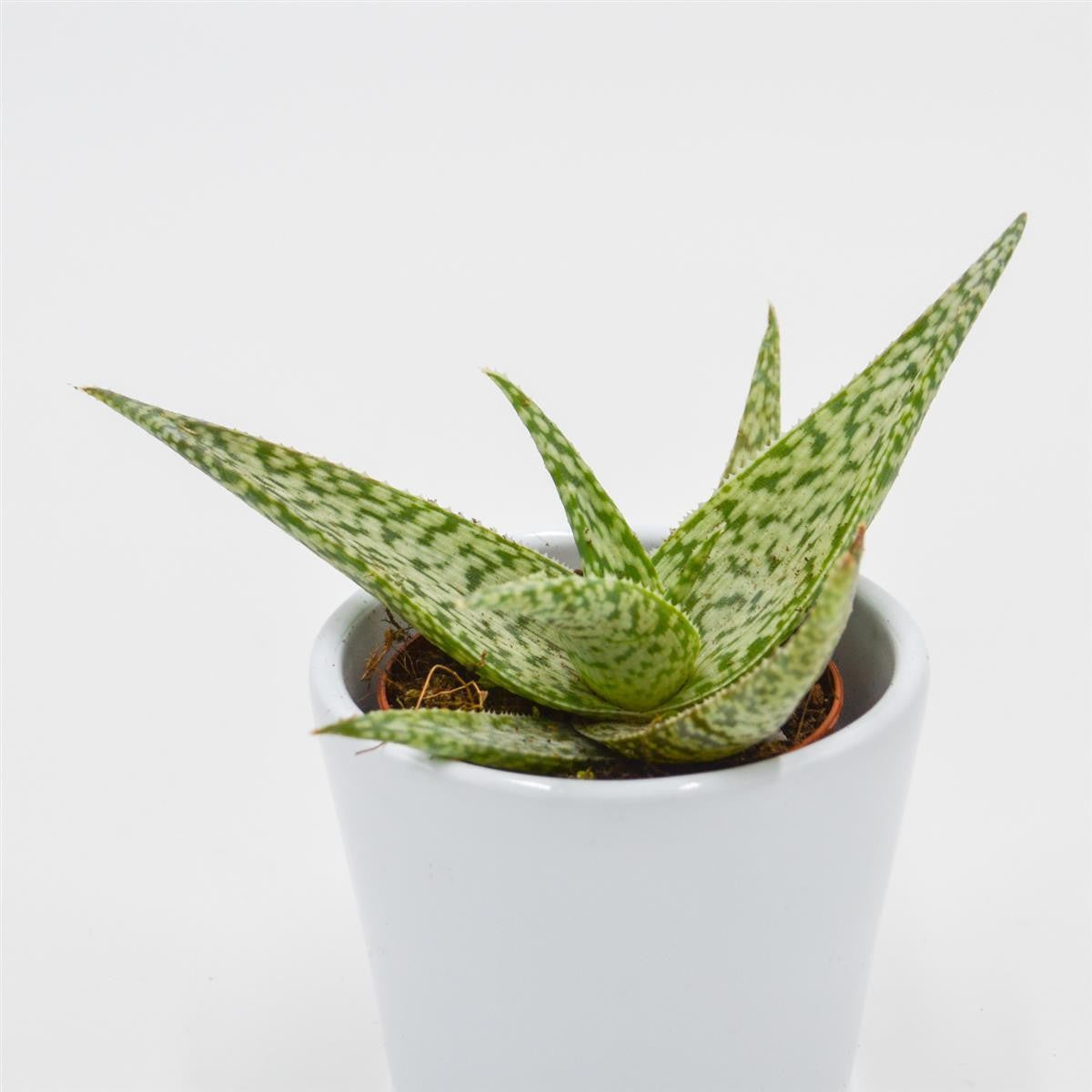 pasiora-aloe-rauhii-snowflake-sukkulente-5-5cm-topf image 2