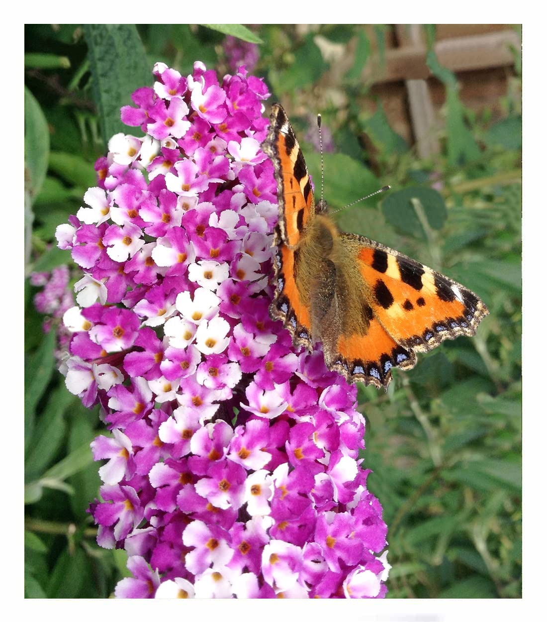 baldur-garten-sommer-flieder-papillion-tricolor-12-cm-topf image 8