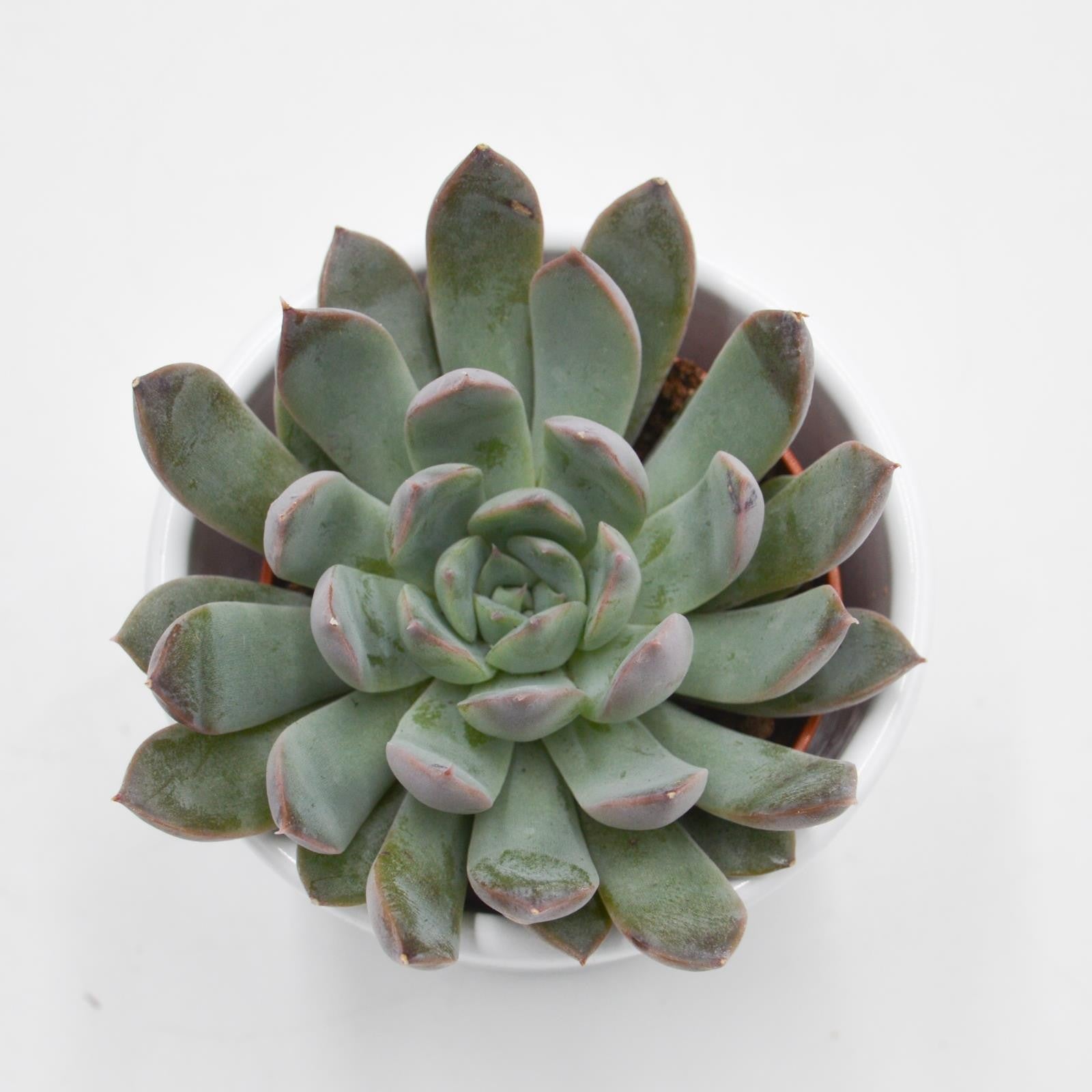 pasiora-echeveria-summer-sukkulente-5-5cm-topf image 2