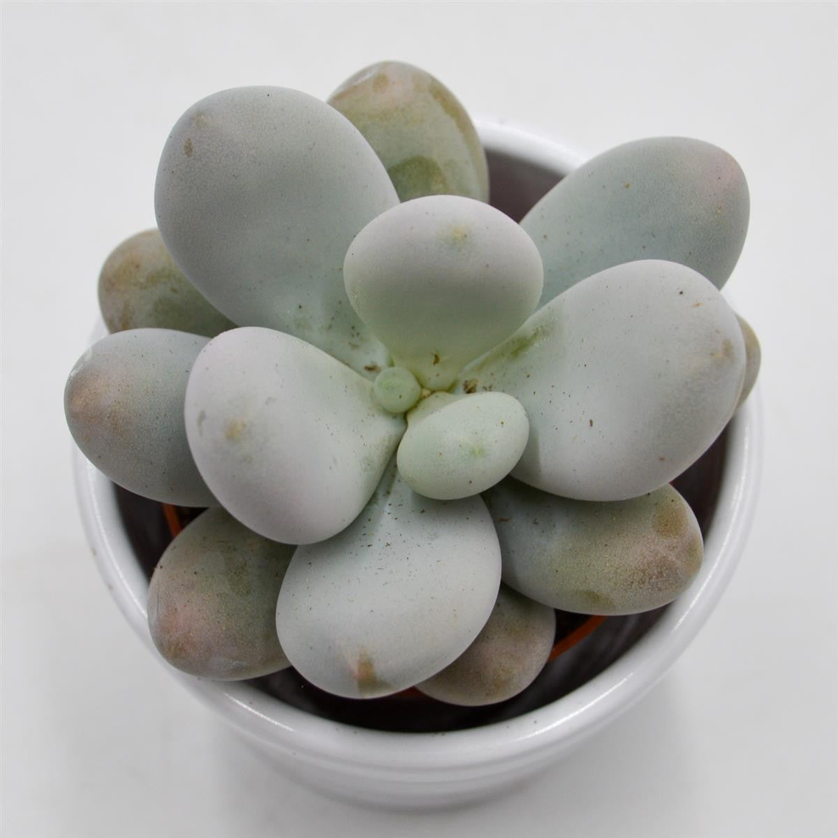 pasiora-pachyphytum-oviferum-sukkulente-6-cm-mini-topf image 3