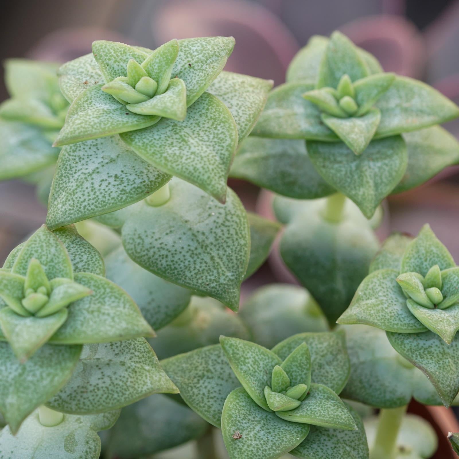 pasiora-crassula-perforata-sukkulente-8-5cm-topf image 5
