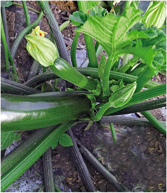 baldur-garten-veredelte-zucchini-kimber-f1-2-pflanzen image 1