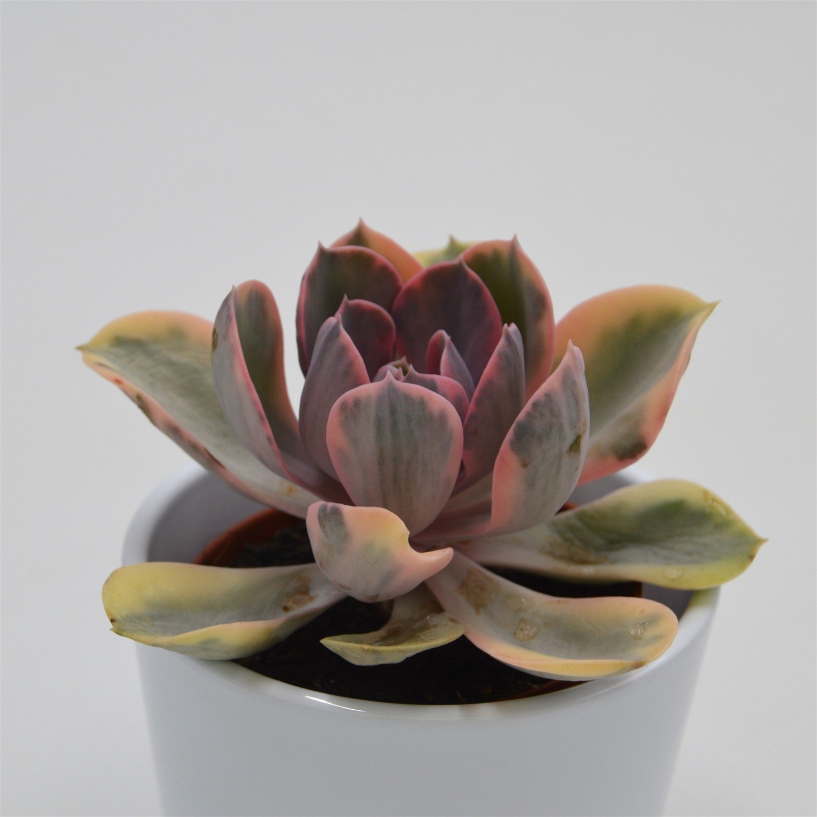 pasiora-echeveria-rainbow-10-5cm-panaschierte-rarit-t image 2