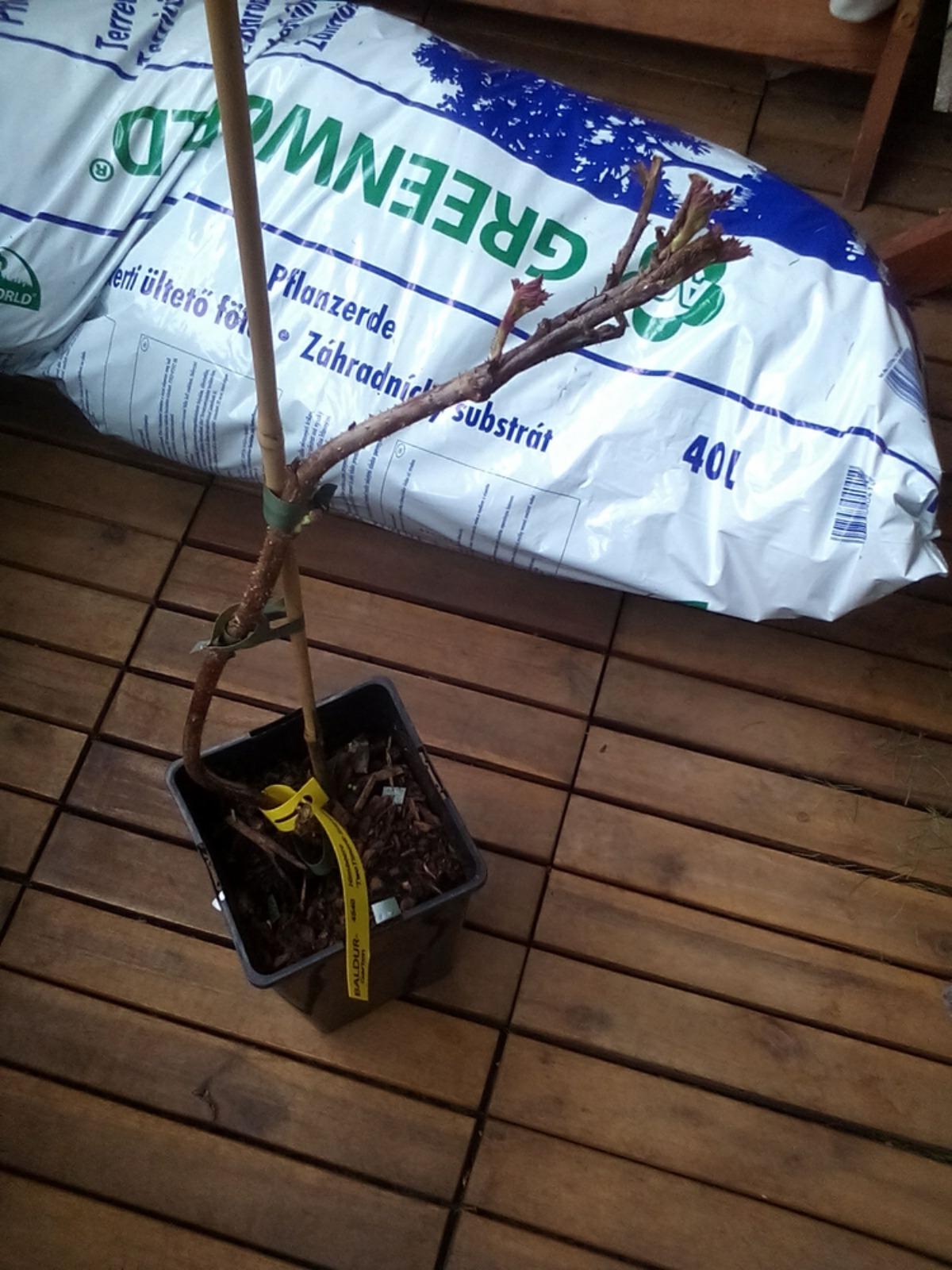 Guter Start im Kübel