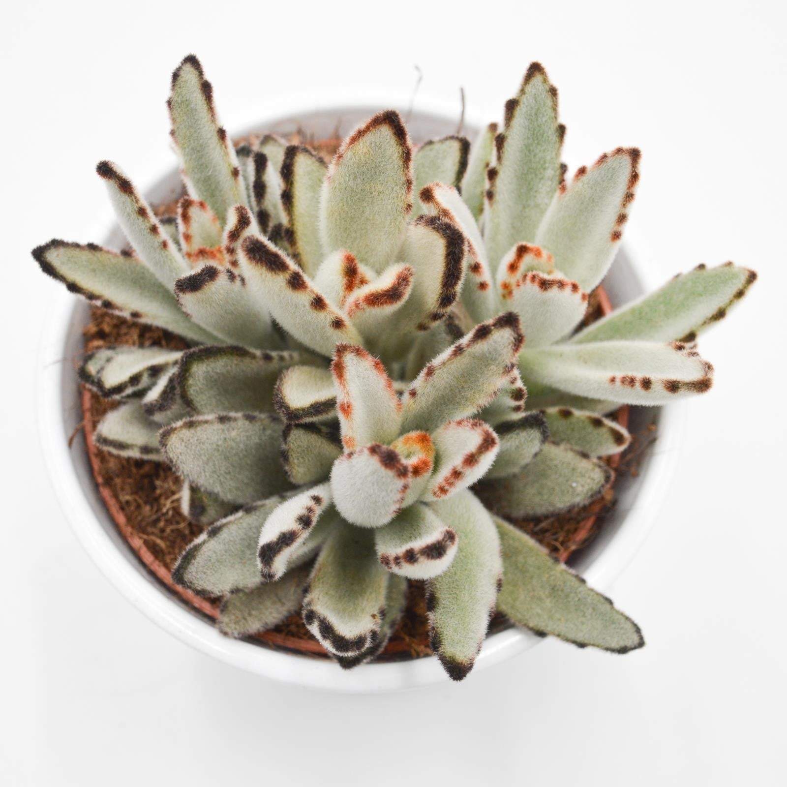 pasiora-kalanchoe-tomentosa-katzenohr-sukkulente-10-5cm-topf image 5