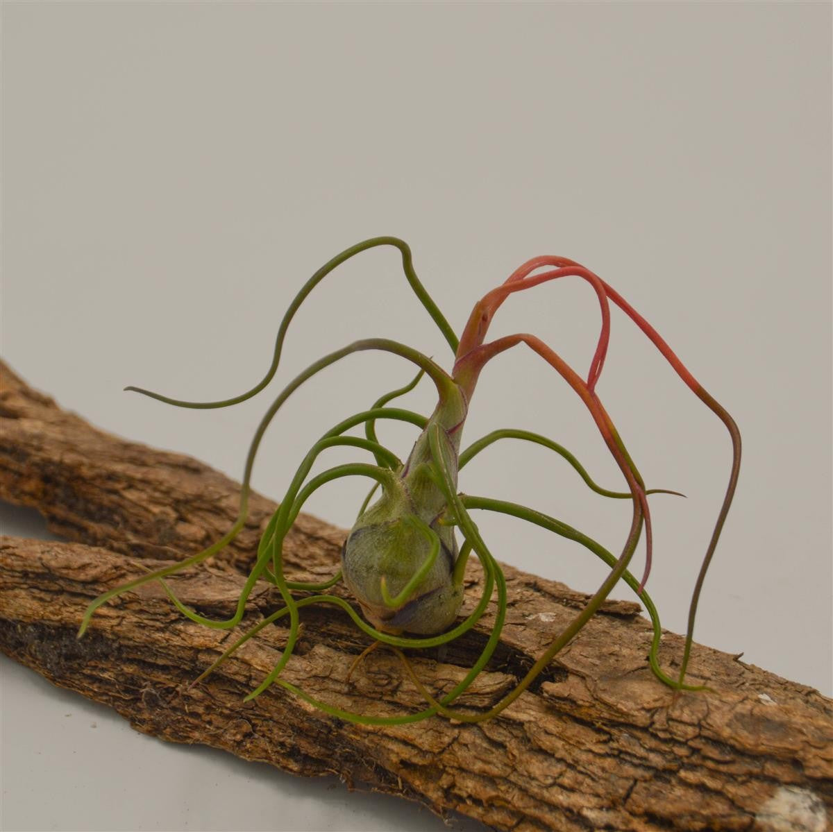 pasiora-tillandsia-bulbosa-regenwaldtillandsie image 4