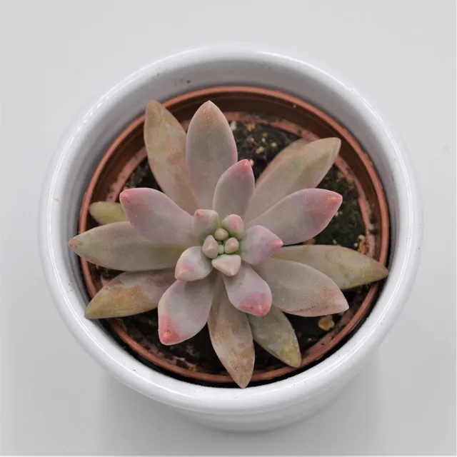 pasiora-graptosedum-darley-sunshine-sukkulente-6cm-topf image 1