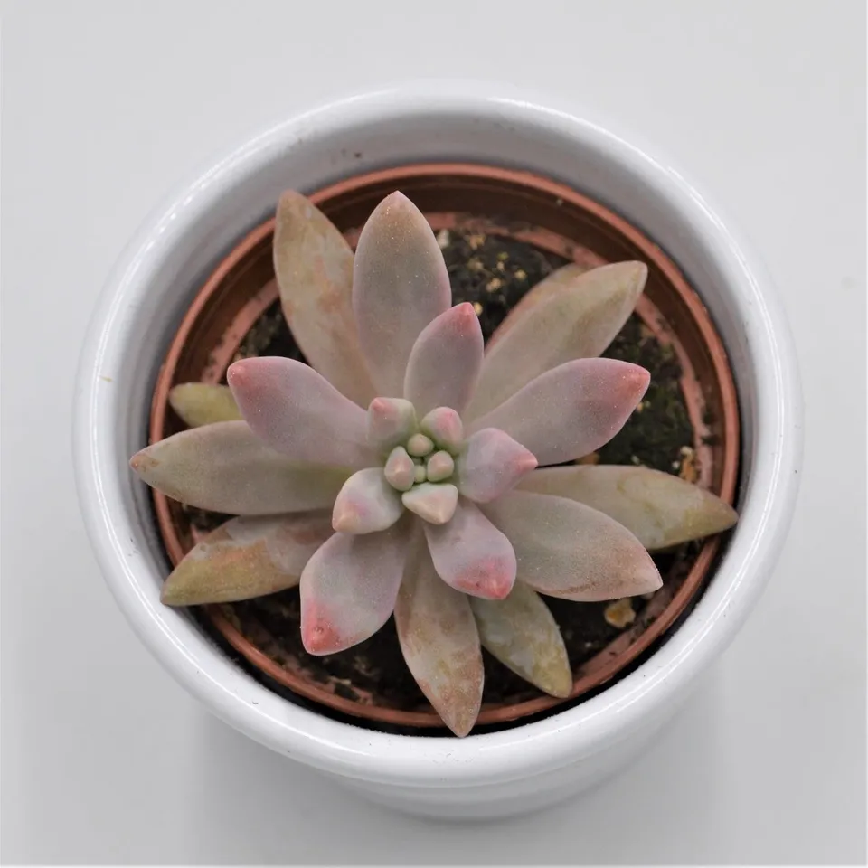 pasiora-graptosedum-darley-sunshine-sukkulente-6cm-topf image 1