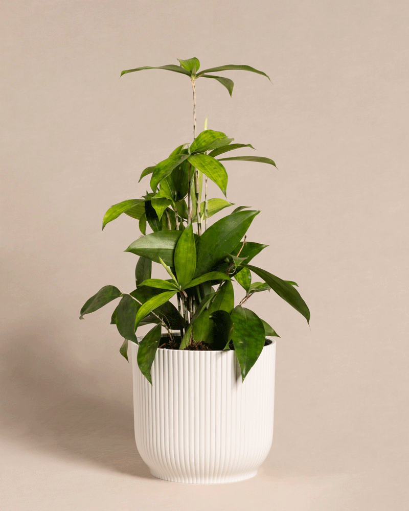 feey-bambus-drachenbaum-dracaena-surculosa-klein image 8