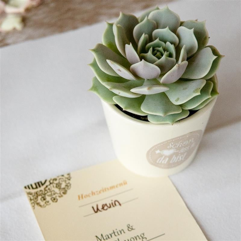 pasiora-bertopf-creme-f-r-6cm-sukkulenten-7cm image 3