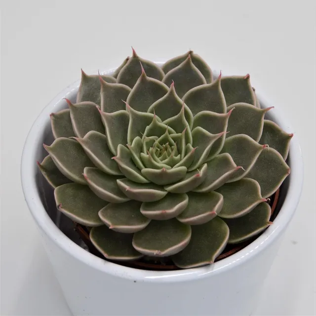 pasiora-graptopetalum-canopus-sukkulente-8-5cm-topf image 1