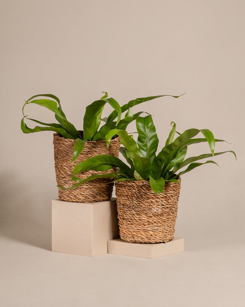 feey-kleines-nestfarn-duo-2er-set-zimmerpflanzen image 5