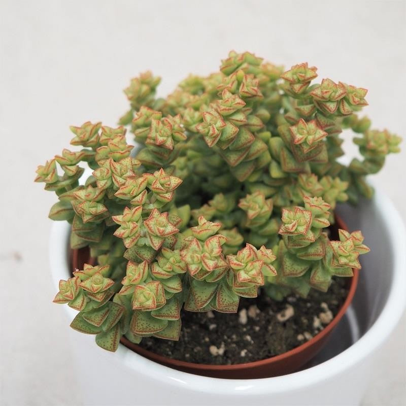 pasiora-crassula-tom-thumb-sukkulente-8-5cm-topf image 1