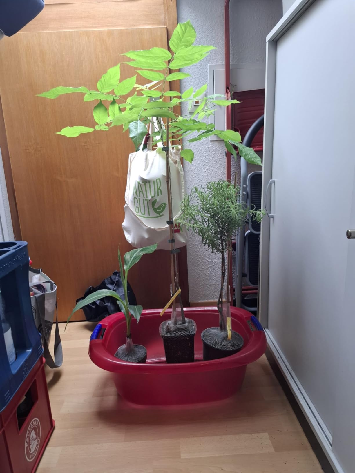 Gesund, aber noch keine Blüte