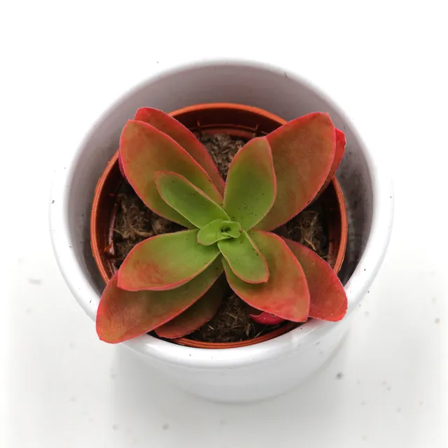 pasiora-crassula-capitella-campfire-sukkulente-5-5cm image 1