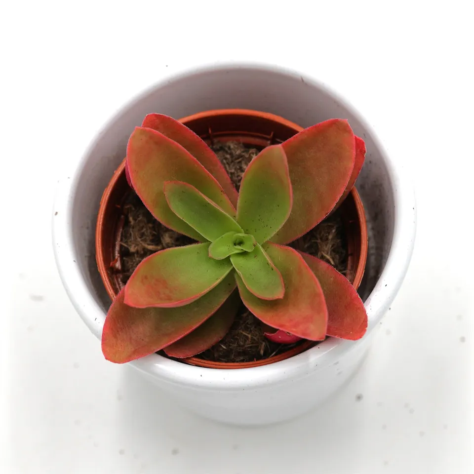pasiora-crassula-capitella-campfire-sukkulente-5-5cm image 1