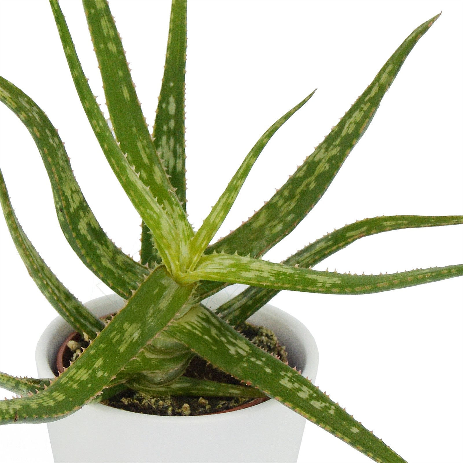 pasiora-aloha-aloe-5er-set-mini-sukkulenten-6cm image 2