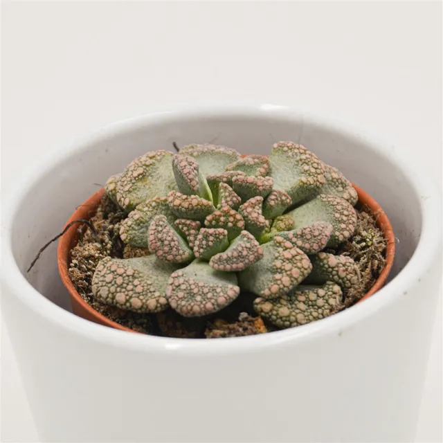 pasiora-titanopsis-calcarea-echtes-kalkblatt-5-5-cm-topf image 1