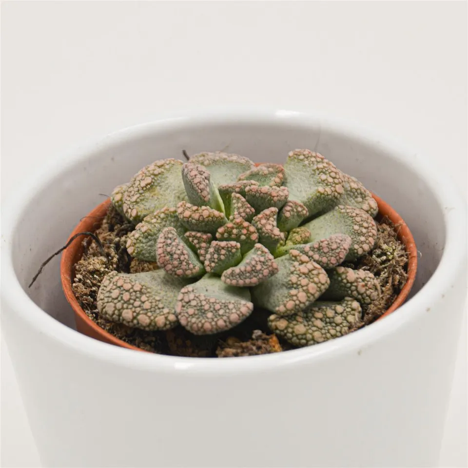 pasiora-titanopsis-calcarea-echtes-kalkblatt-5-5-cm-topf image 1