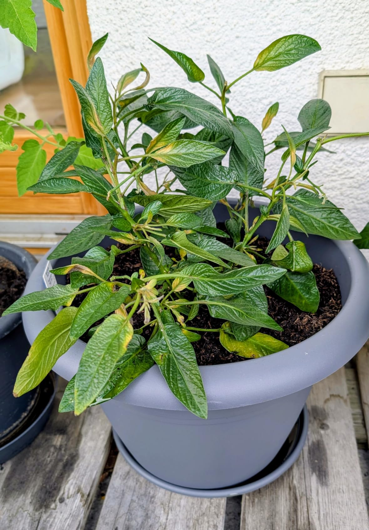 Schmeckt wirklich nach Melone