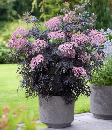 baldur-garten-terrassen-holunder-cherry-lace-im-9x9-cm-topf image 6