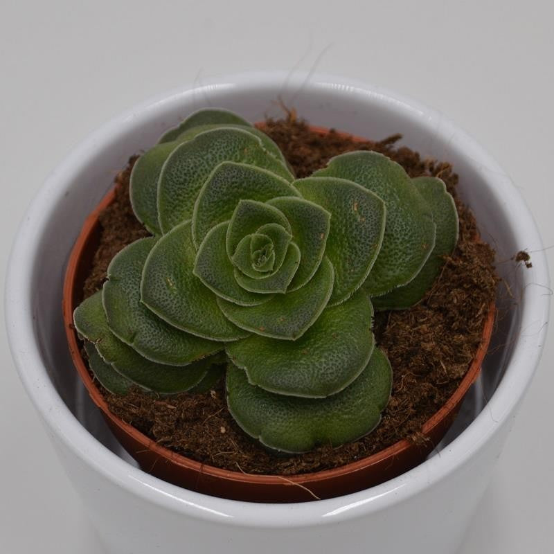 pasiora-crassula-capitella-v-turrita-sukkulente-8-5cm image 1