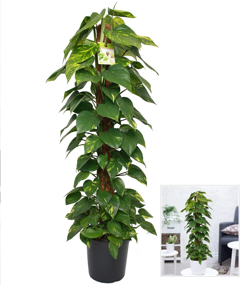 baldur-garten-efeutute-am-moosstab-110-120-cm image 3