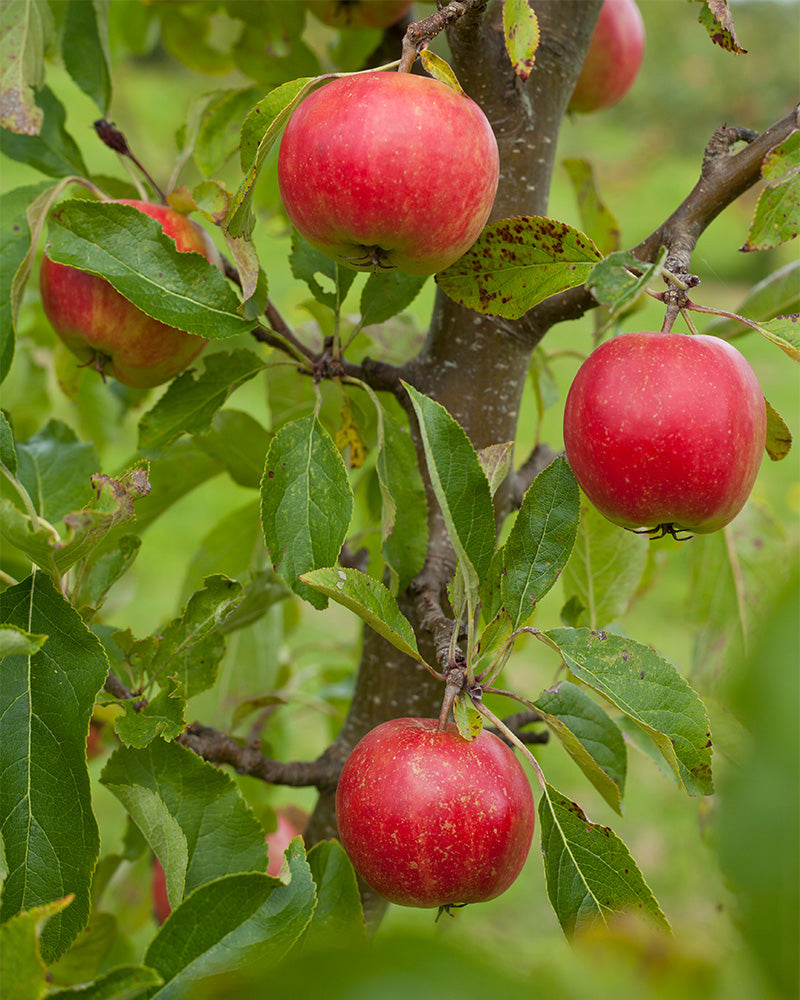 feey-apfelbaum-malus-domestica-braeburn-patio image 2