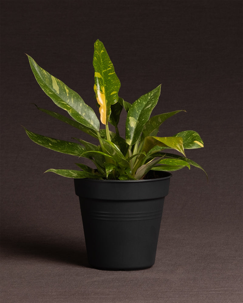feey-philodendron-ring-of-fire-rarit-t-20-30-cm-topf-13-cm image 3