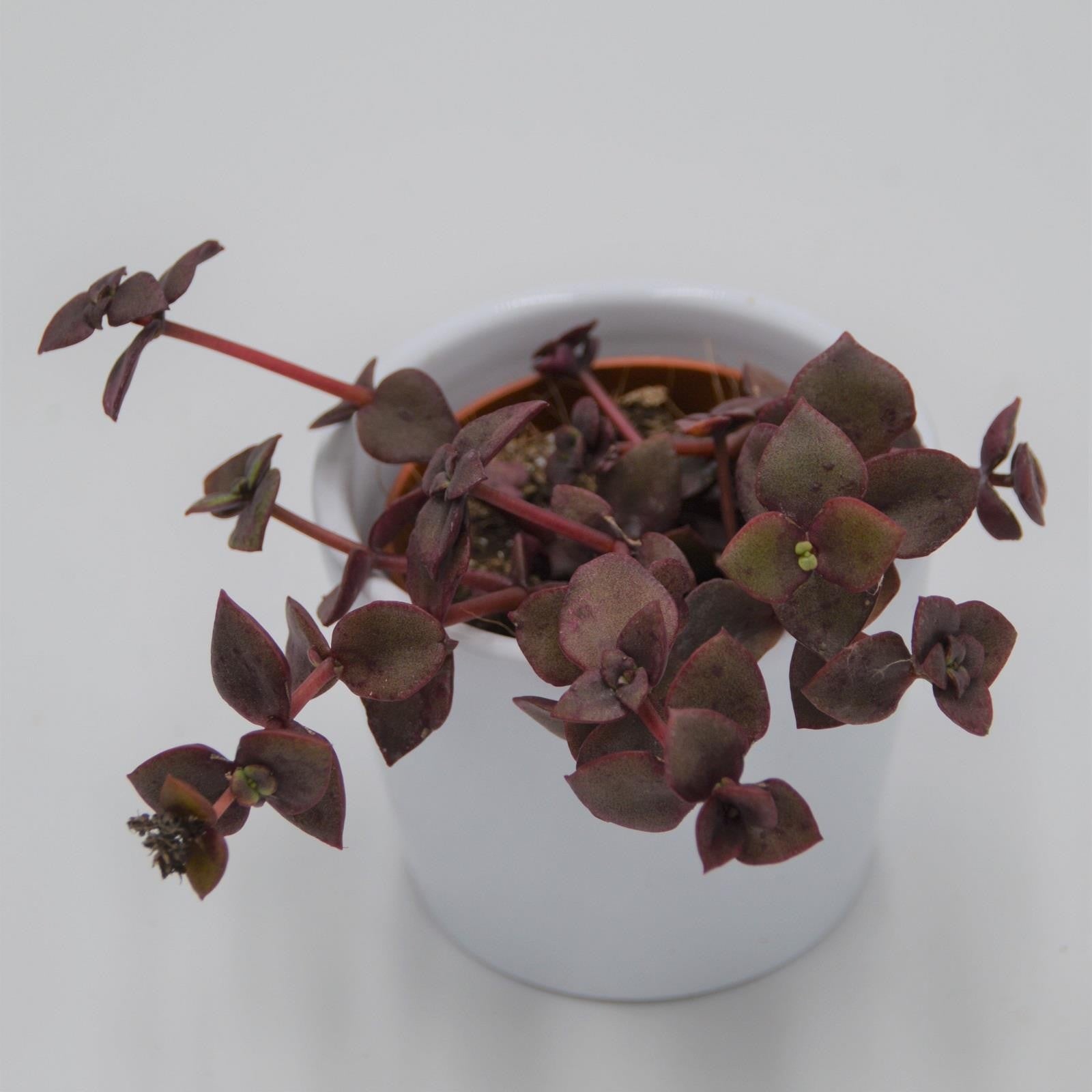 pasiora-crassula-pellucida-ssp-marginalis-f-rubra-sukkulente-5-5cm-topf image 1