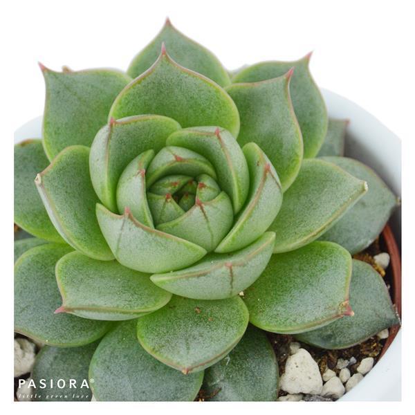pasiora-echeveria-fabiola-syn-purpusorum-uranus-6cm image 2