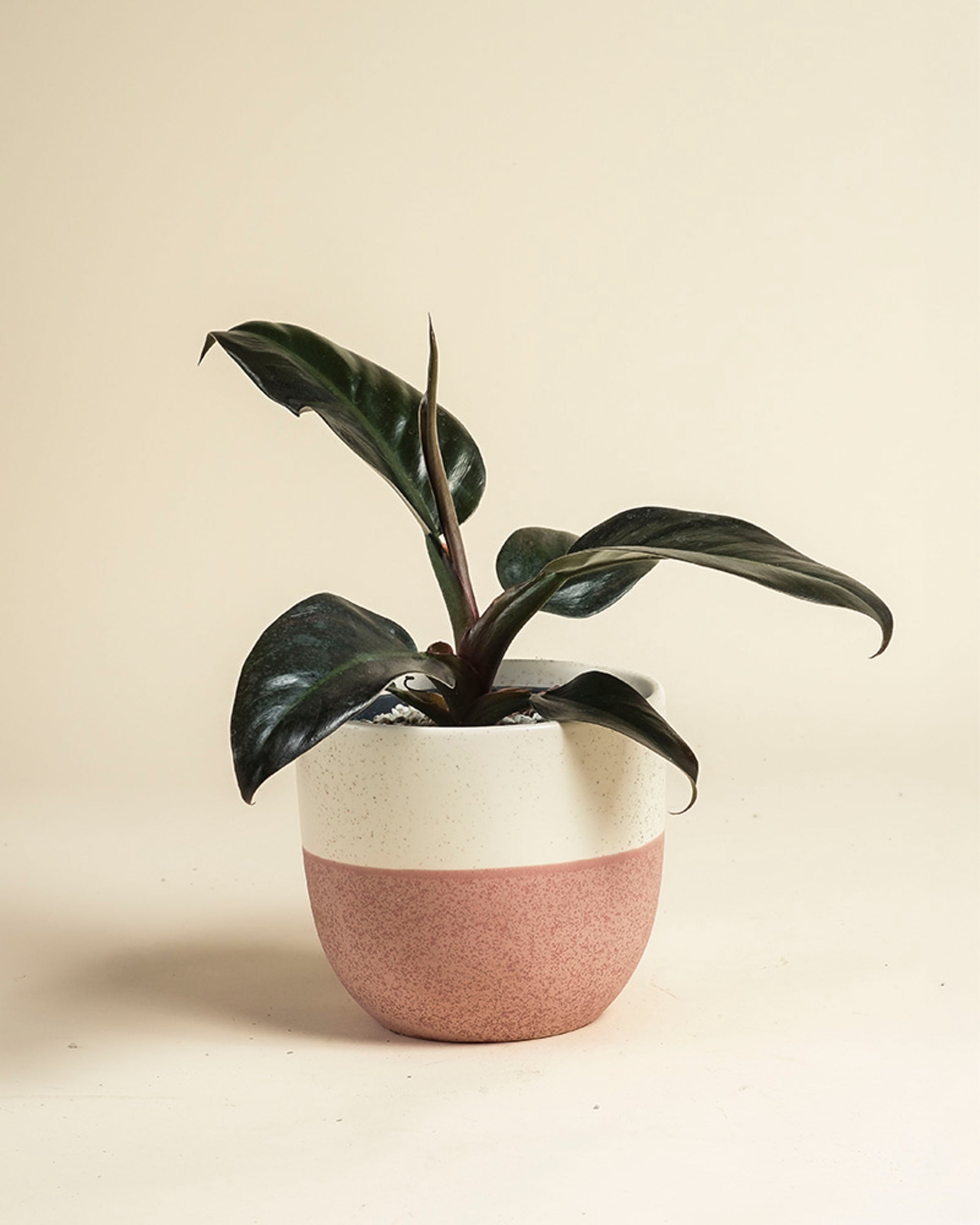 feey-philodendron-imperial-red-zimmerpflanze-dunkelgr-n-rot image 5