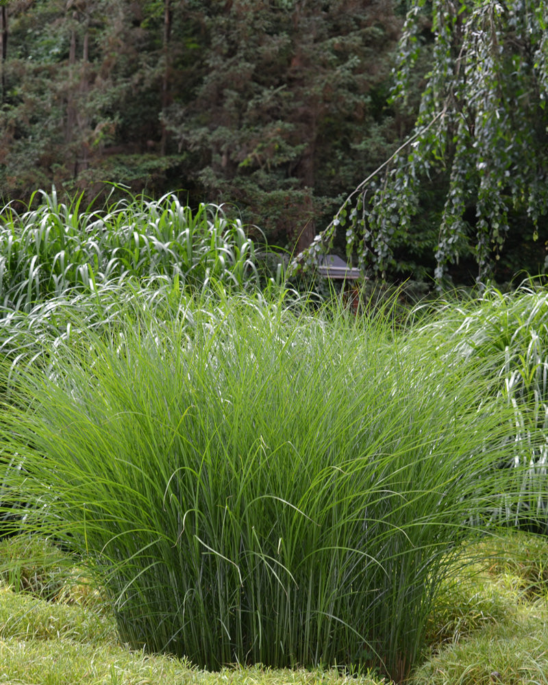 feey-miscanthus-sinensis-strictus-stachelschweingras-1-2-m image 2