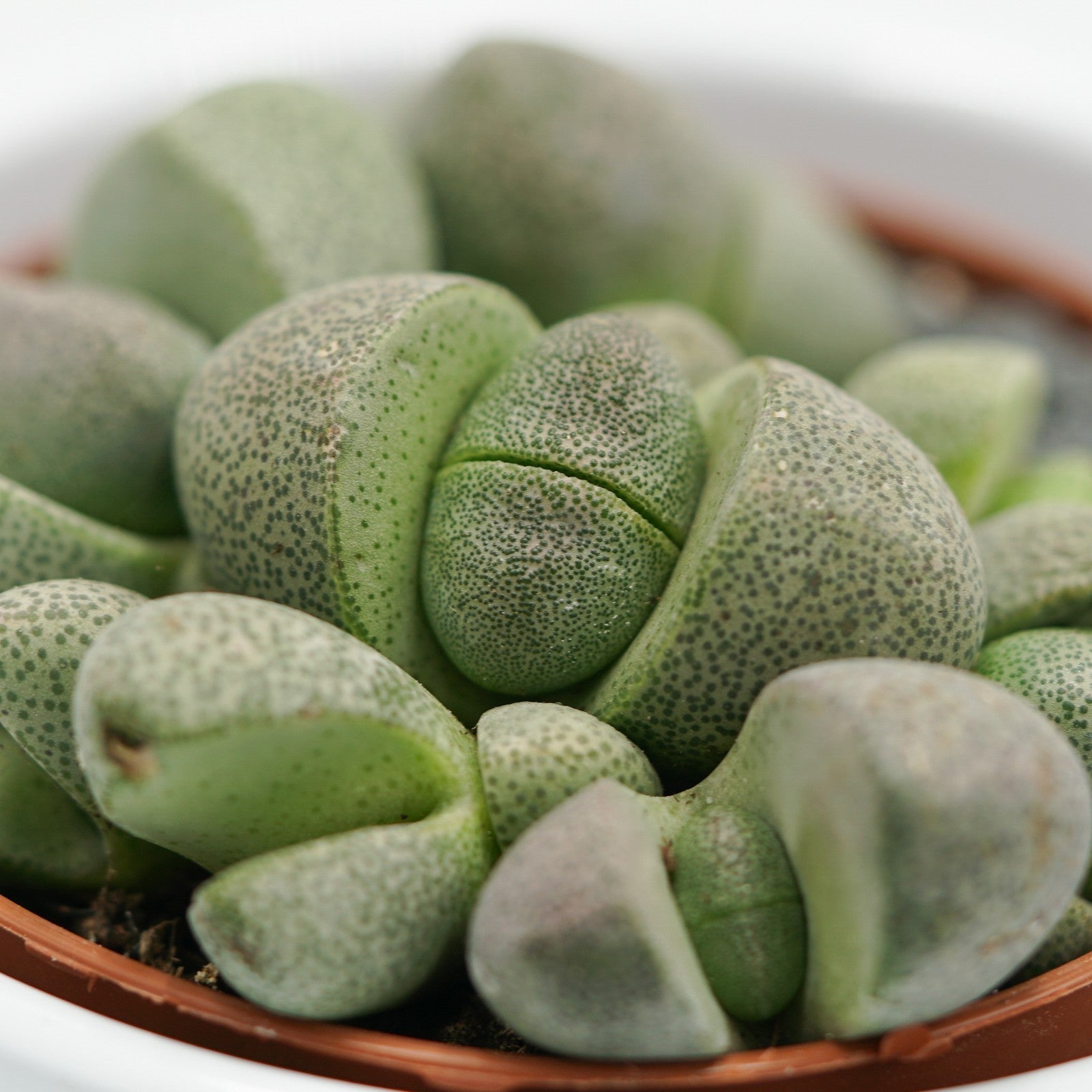 pasiora-pleiospilos-nelii-lebender-stein-8-5cm-topf image 5