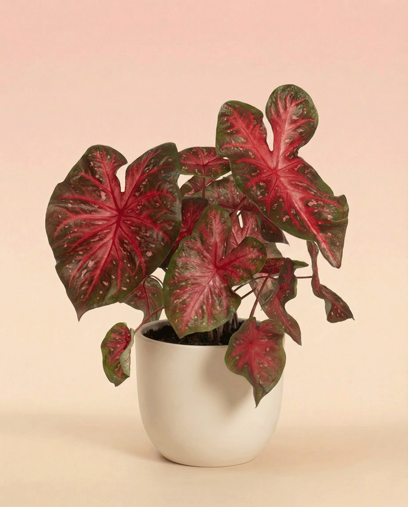 feey-caladium-red-flash-zimmerpflanze image 5