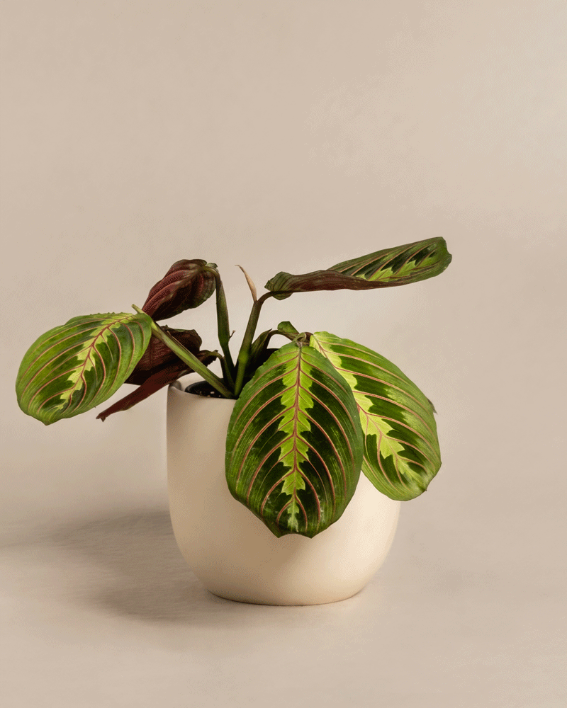 feey-maranta-leuconeura-tricolor-pfeilwurz-prayer-plant-zimmerpflanze image 6