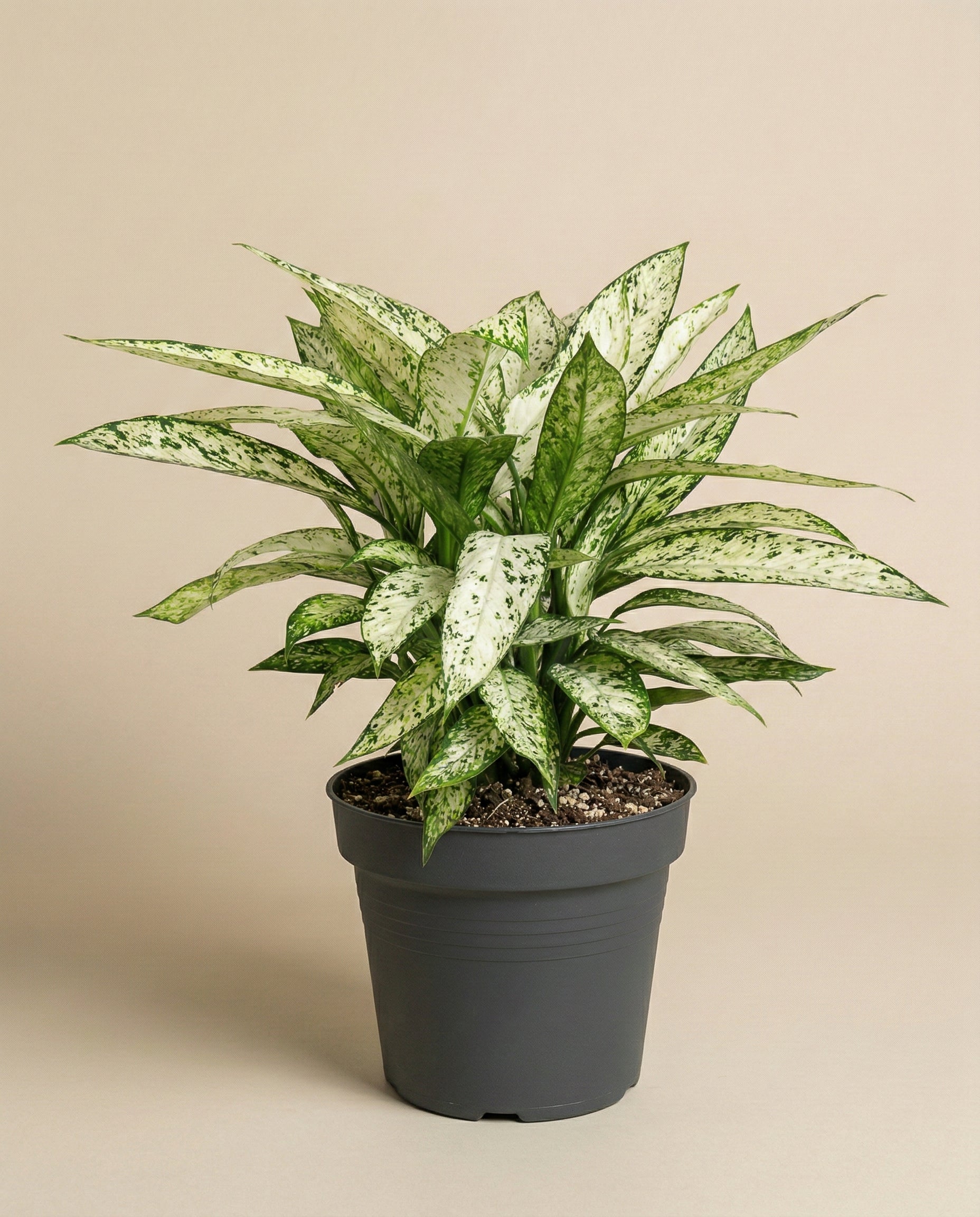 feey-dieffenbachia-vesuvius-zimmerpflanze-gro image 3
