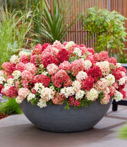 baldur-garten-niedrige-hortensie-groundbreaker-ruby-pflanze-im-14-cm-topf image 6
