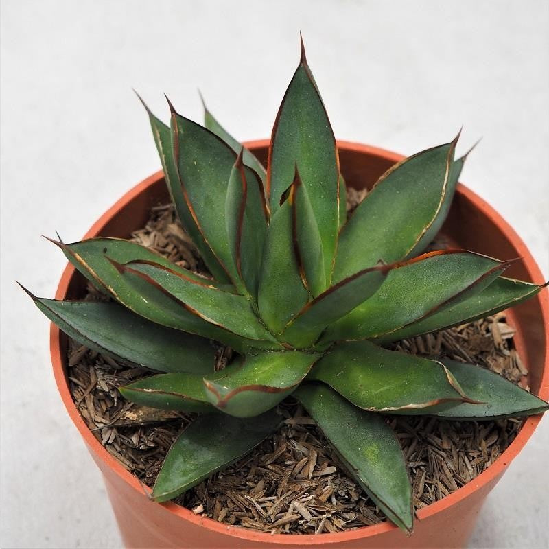 pasiora-agave-burnt-burgundy-sukkulente-13-cm-topf image 1