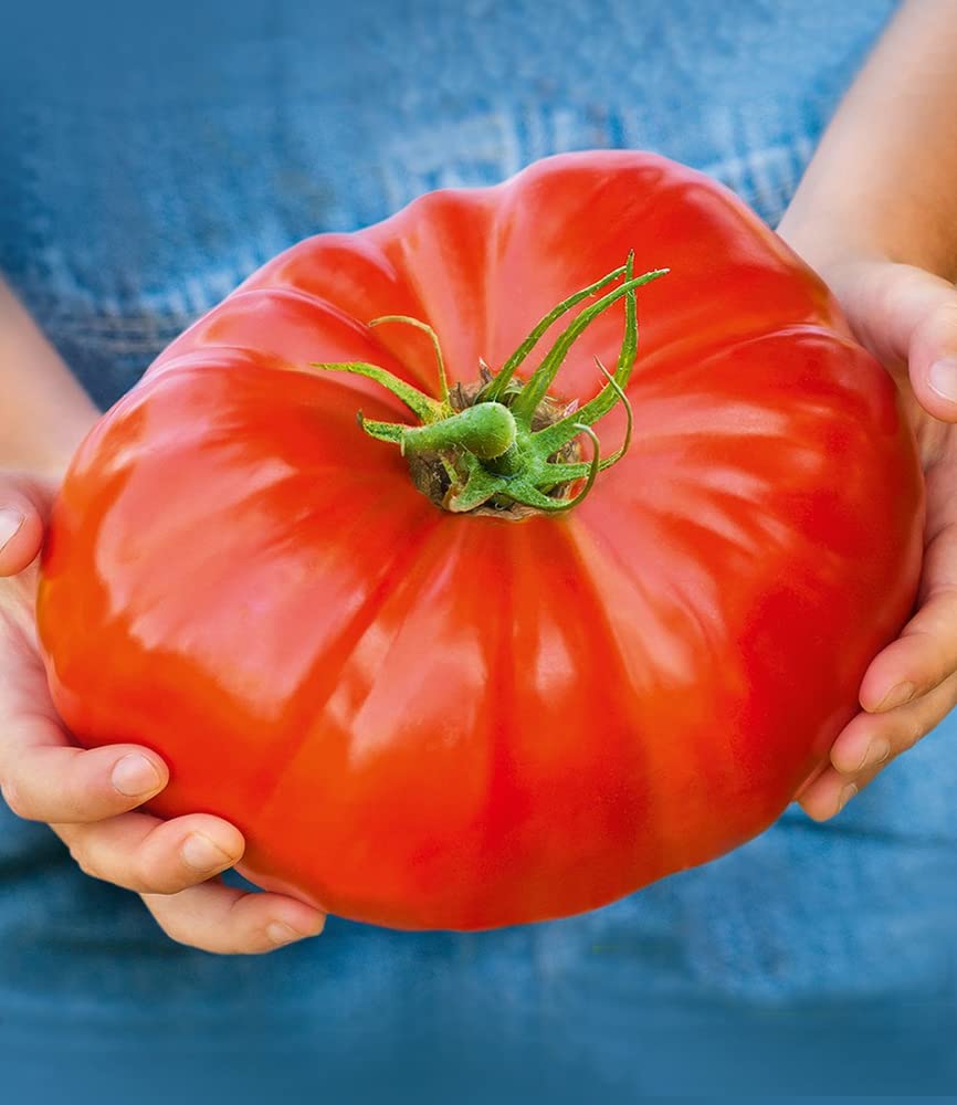 baldur-garten-gigantomo-f1-fleisch-tomate-2-pflanzen image 3